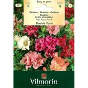 Vilmorin-152 Ankara Çiçeği Tohumu Seri-1