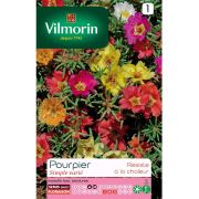 Vilmorin -186 Yalınkat İpek Çiçeği Çiçek Tohumu Seri-1