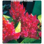 Vilmorin -316 Horozİbiği Çiçek Tohumu Seri-1