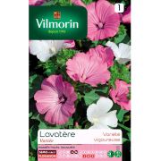 Vilmorin -362 Pamuk Çiçeği Çiçek Tohumu Seri-1