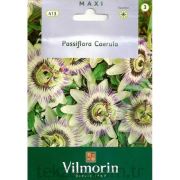Vilmorin-413 Mavi Çarkıfelek Tohumu Seri-3