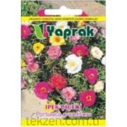 Yaprak Çiçek Tohumu İpek Çiçeği Portulaca Grandiflora
