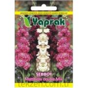Yaprak Çiçek Tohumu Şebboy Matthiola double Mix.