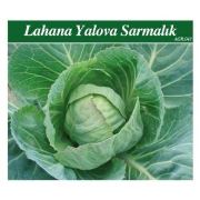 Yaprak Yalova Sarmalık Lahana Sebze Tohumu 5 Gram