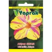 Yaprak Çiçek Tohumu Akşam Sefası
