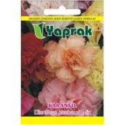 Yaprak Çiçek Tohumu Karanfil Dianthus chabaud Mix